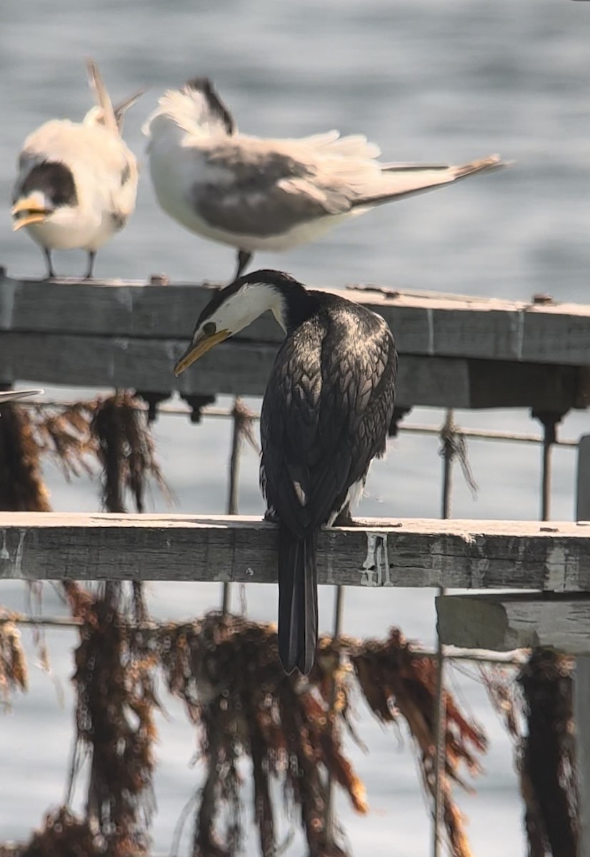 Little Pied Cormorant - ML608970028