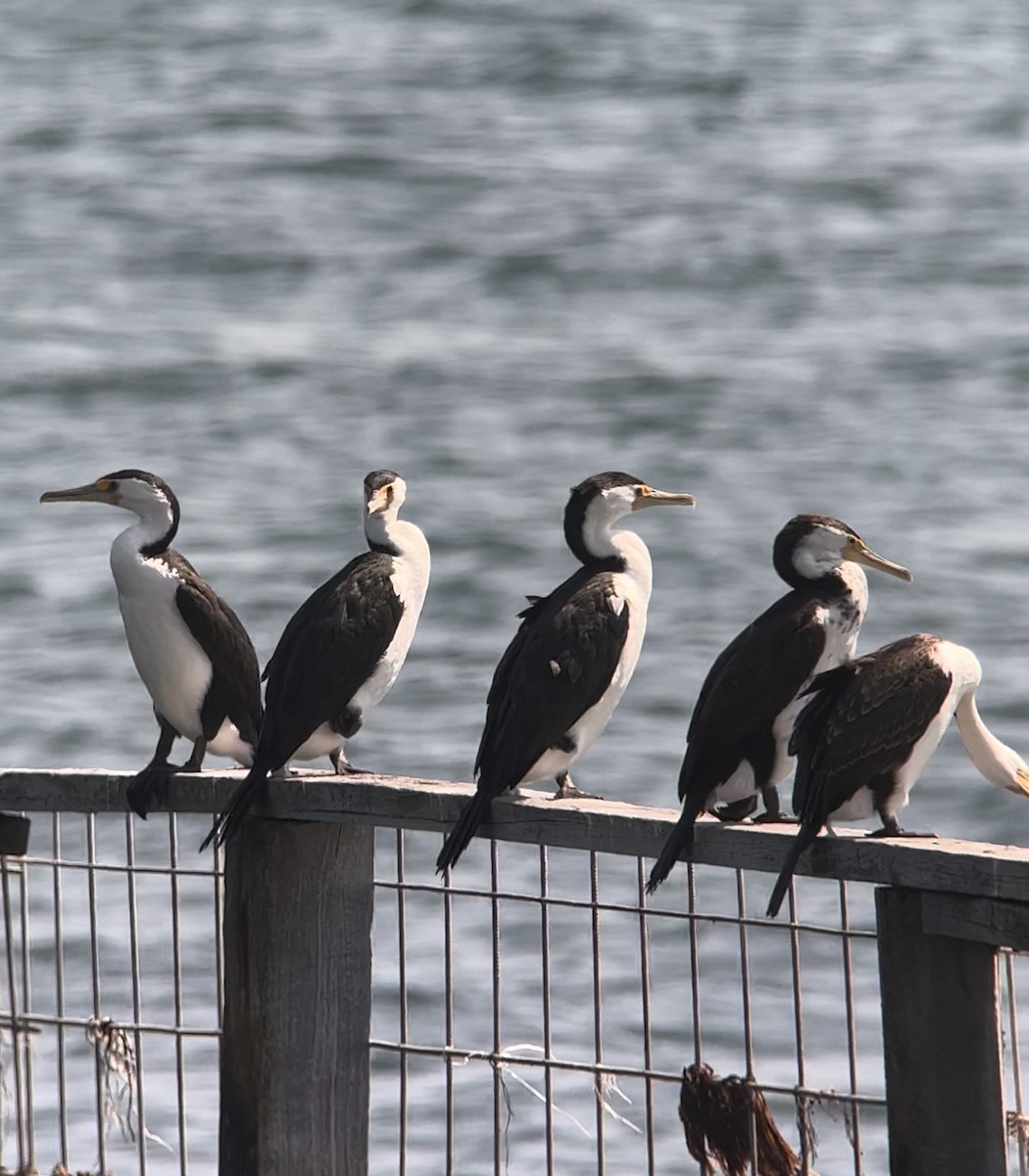 Pied Cormorant - ML608970052