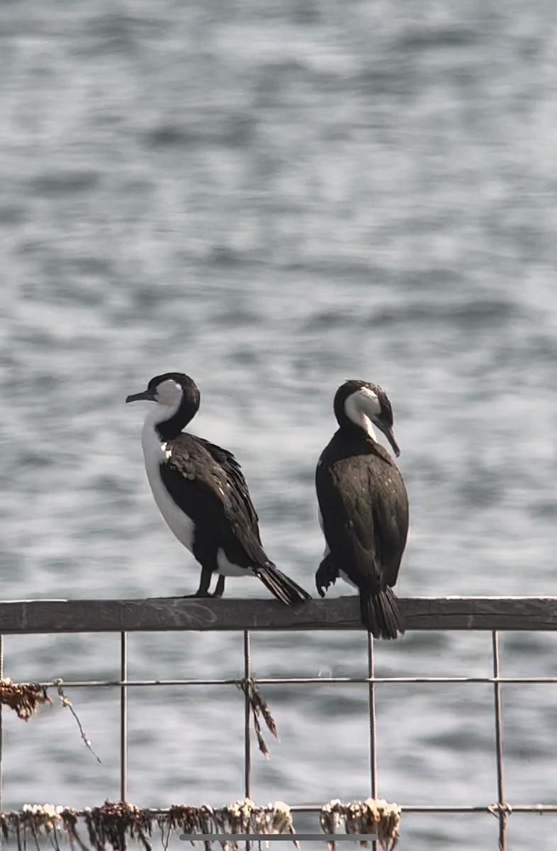 Black-faced Cormorant - ML608970056