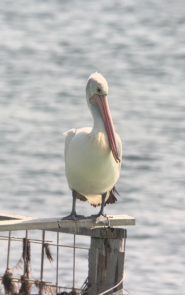 Australian Pelican - ML608970058