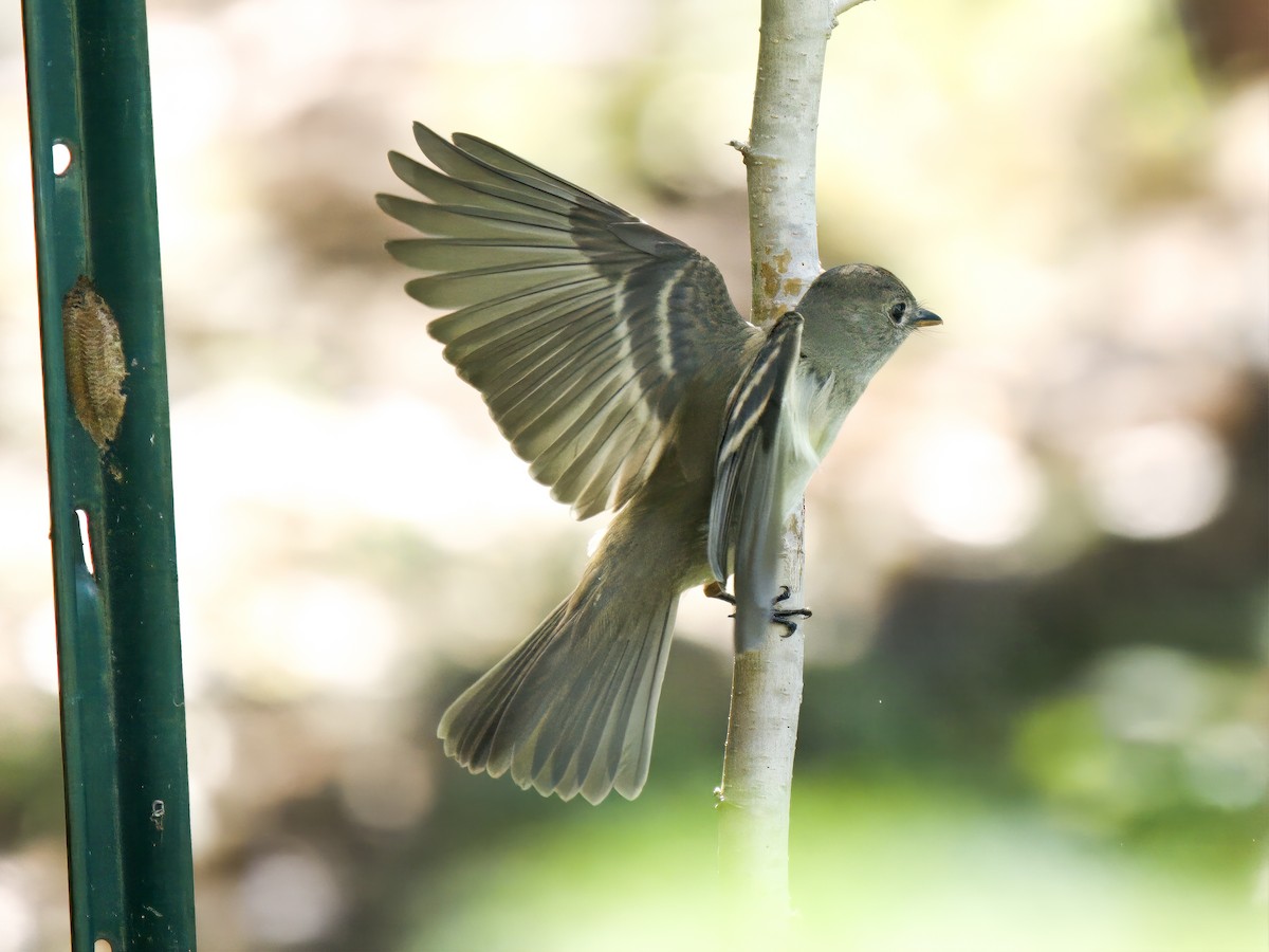 Alder Flycatcher - ML608970102