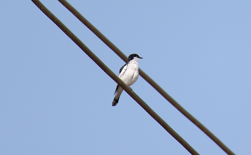 Échenilleur tricolore - ML608970165