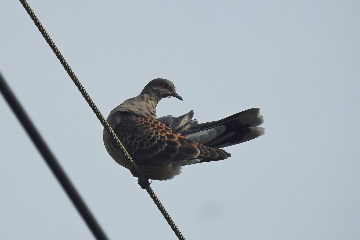 Oriental Turtle-Dove - ML608970176