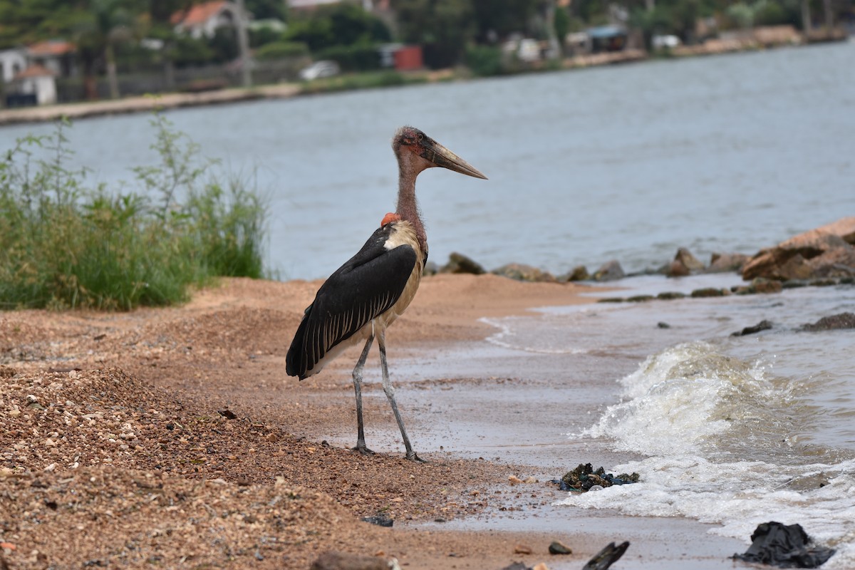 Marabou Stork - ML608970197