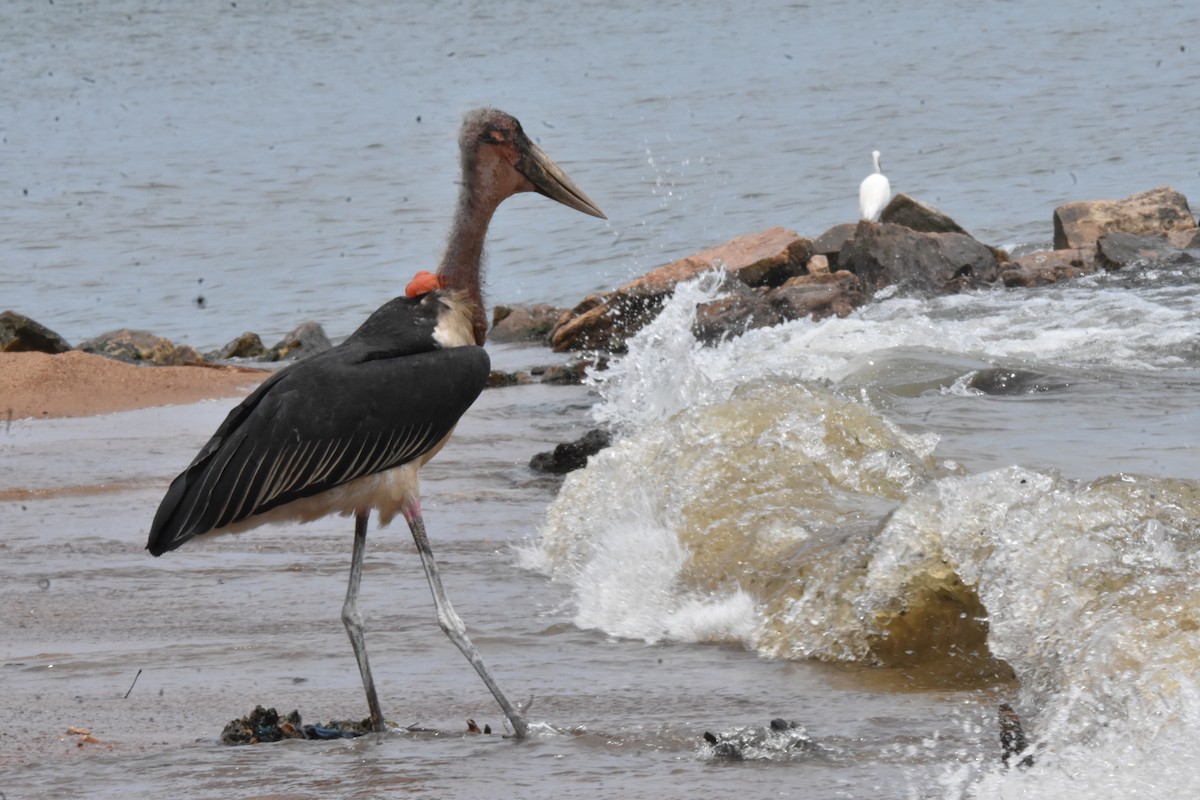 Marabou Stork - ML608970198