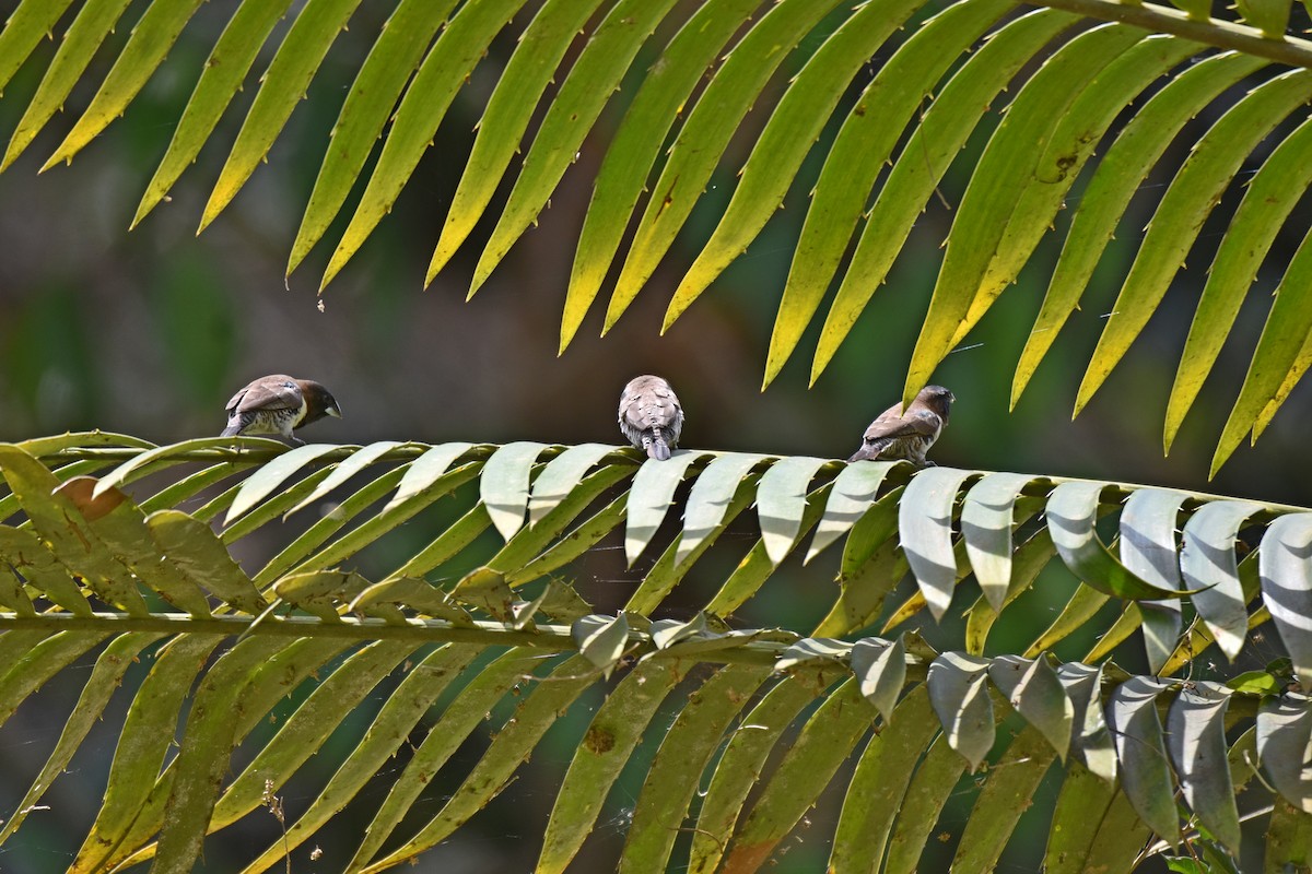 Kleinelsterchen - ML608970239