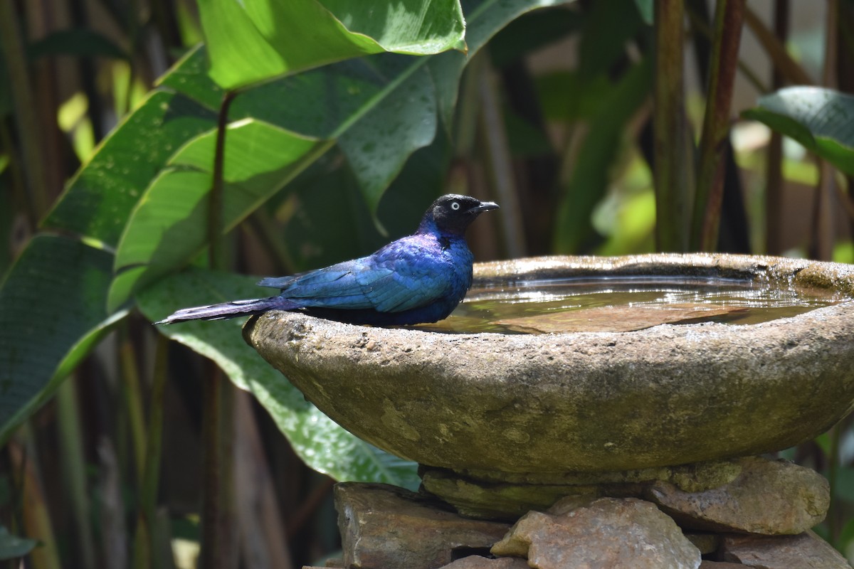 Rüppell's Starling - ML608970266