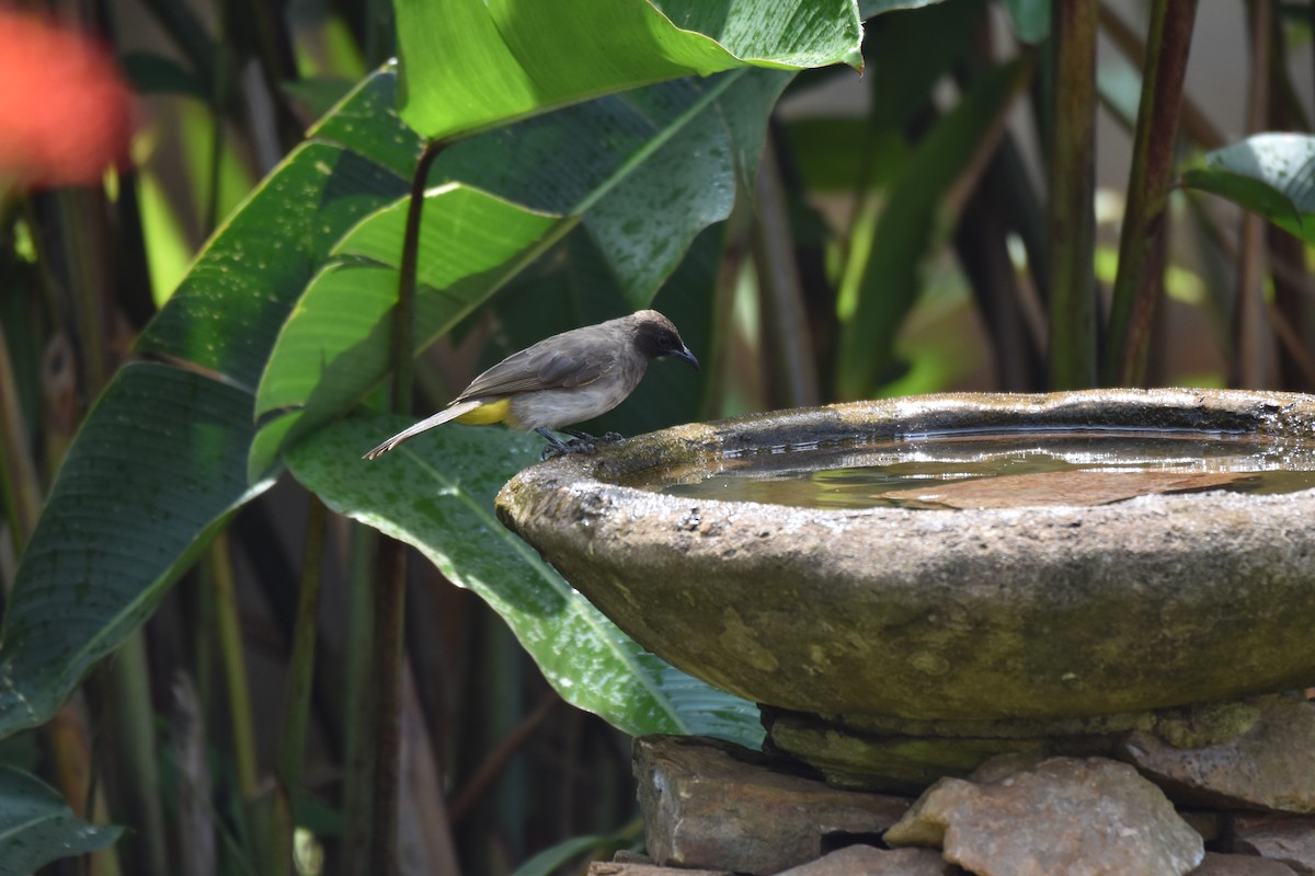 Common Bulbul - Yizhar Amir