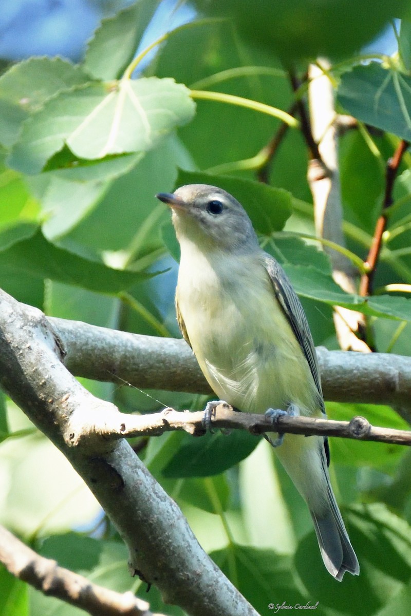 Warbling Vireo - ML608970331