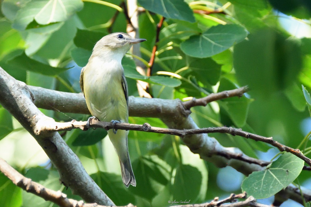 Warbling Vireo - ML608970333