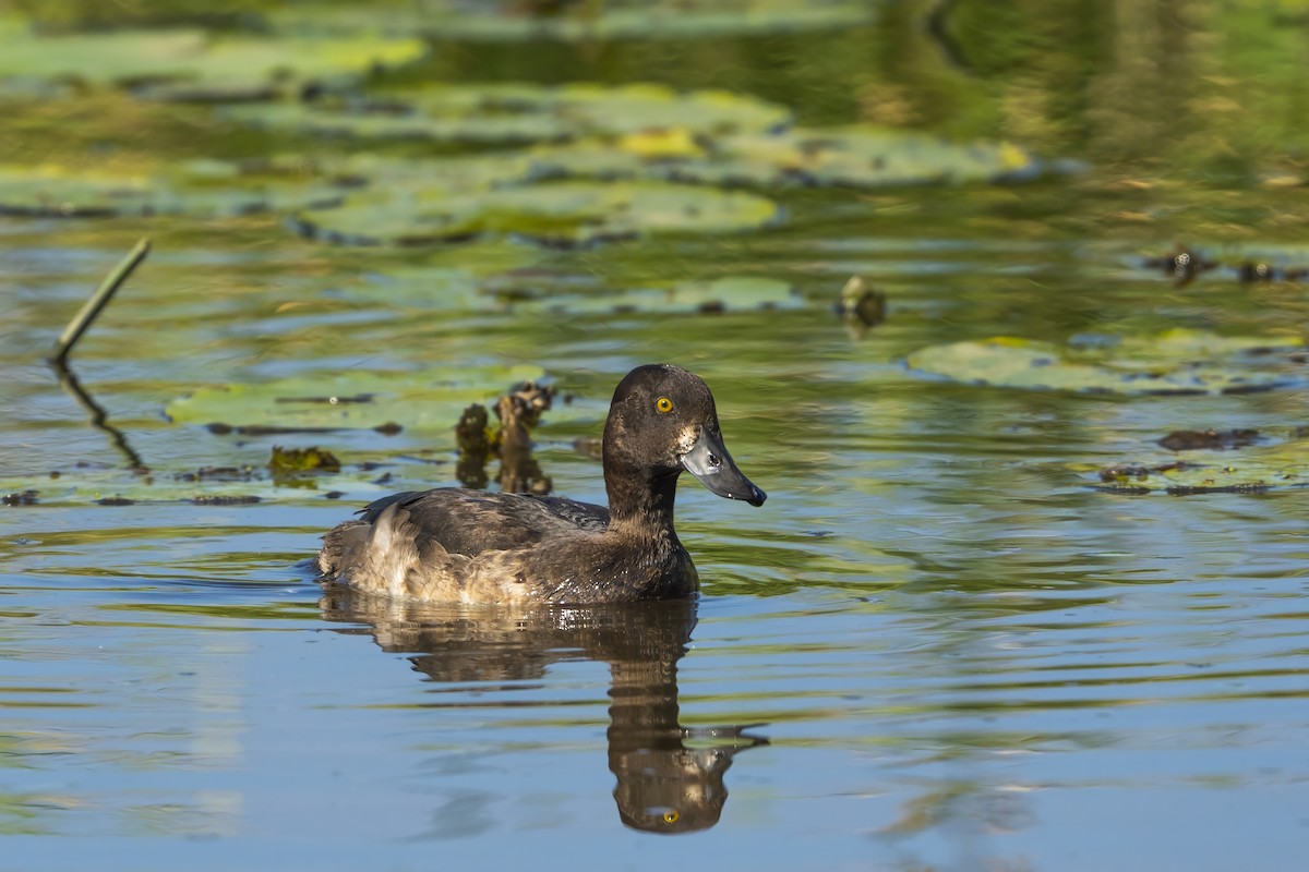 Tufted Duck - ML608970340