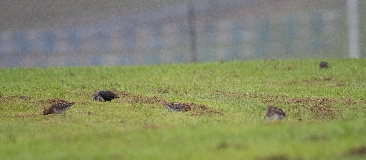 Wilson's Snipe - ML608970624