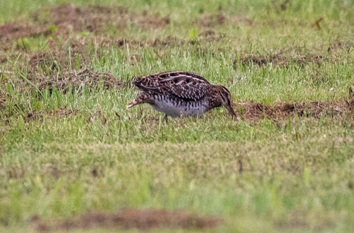 Wilson's Snipe - ML608970669