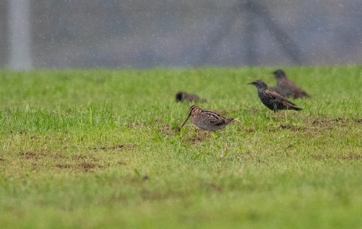 Wilson's Snipe - ML608970670