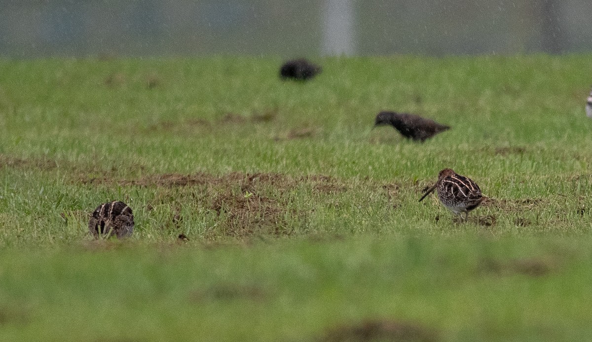 Wilson's Snipe - ML608970685