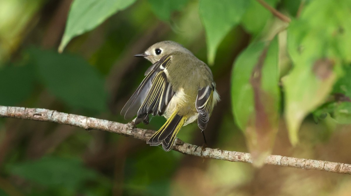 Ruby-crowned Kinglet - Marie Provost