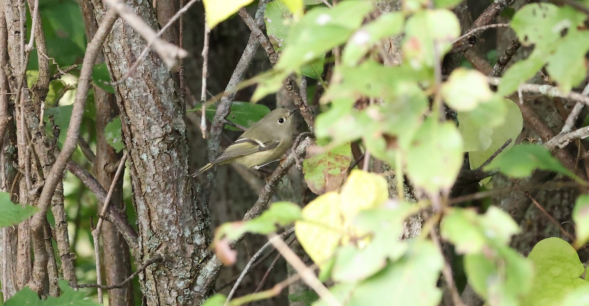 Ruby-crowned Kinglet - Marie Provost