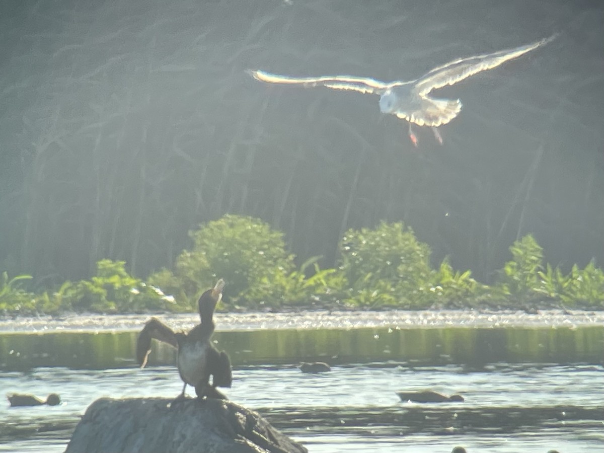 Caspian Gull - ML608970808