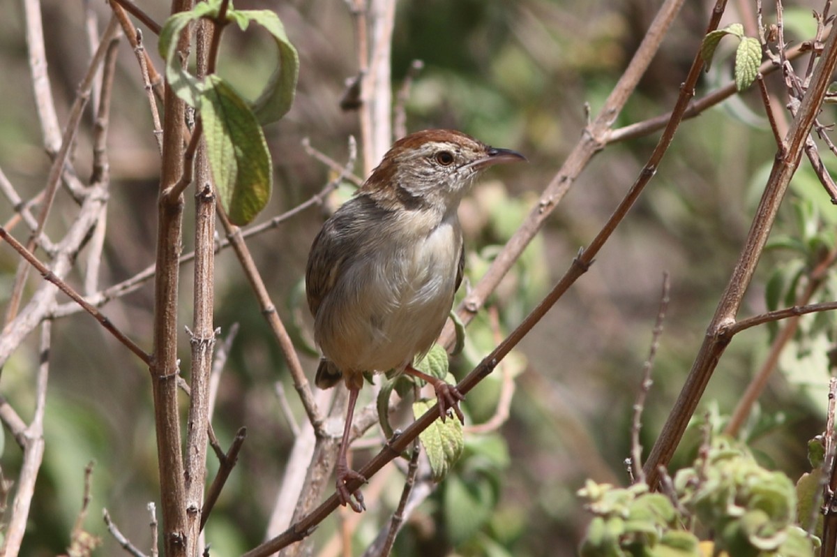 Rock-loving Cisticola - ML608970859