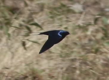 Golondrina Azul - ML608970884