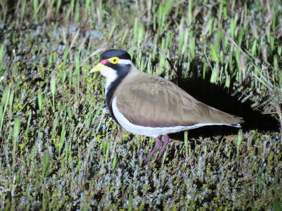 Banded Lapwing - ML608970933