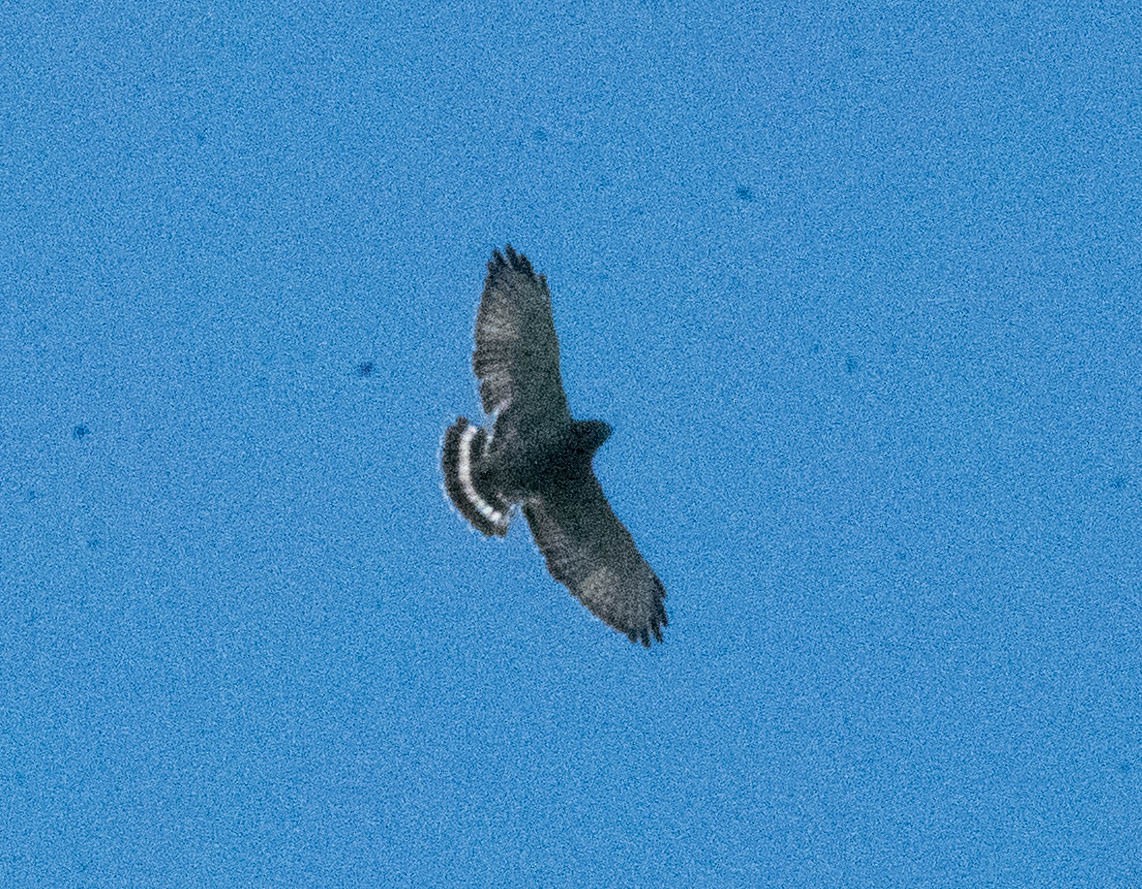 Broad-winged Hawk - ML608970950