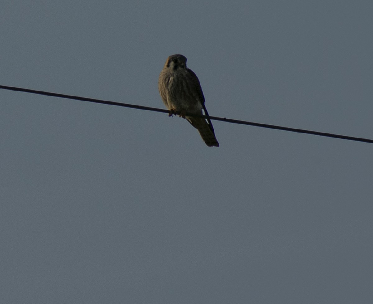 American Kestrel - ML608970968