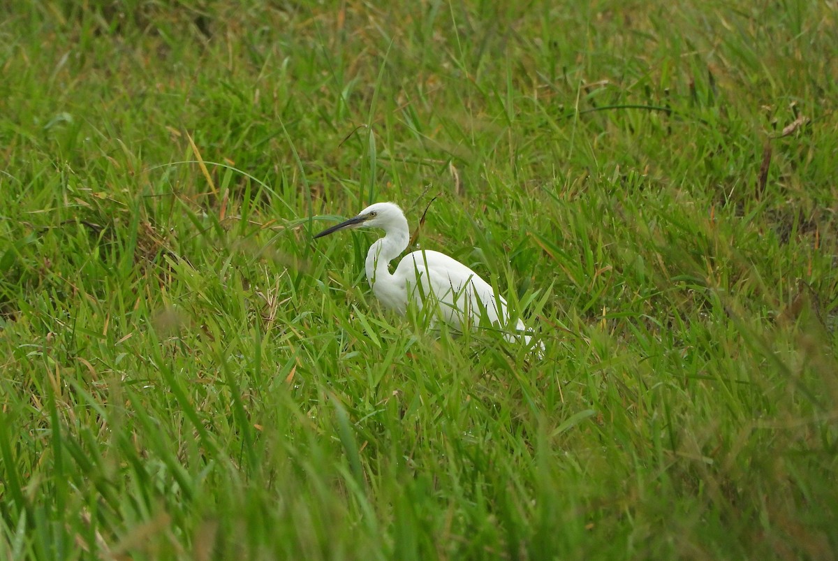 Little Egret - ML608970998
