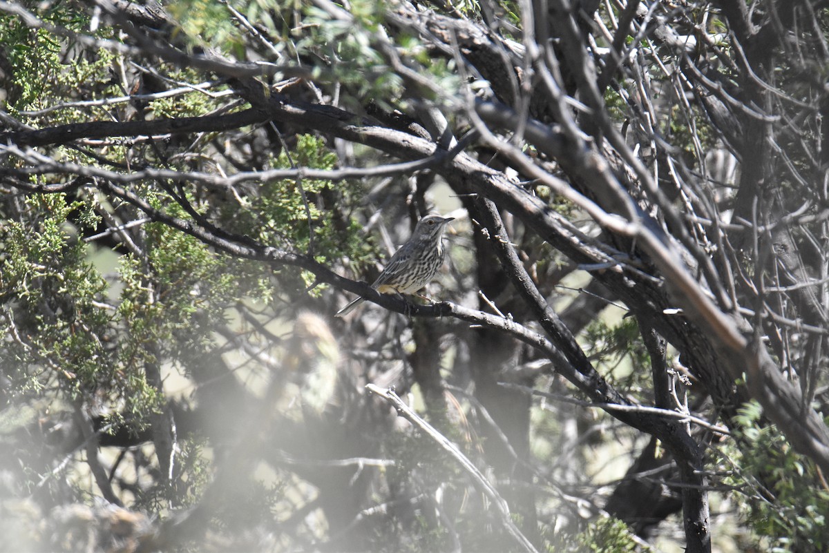 Sage Thrasher - ML608971011