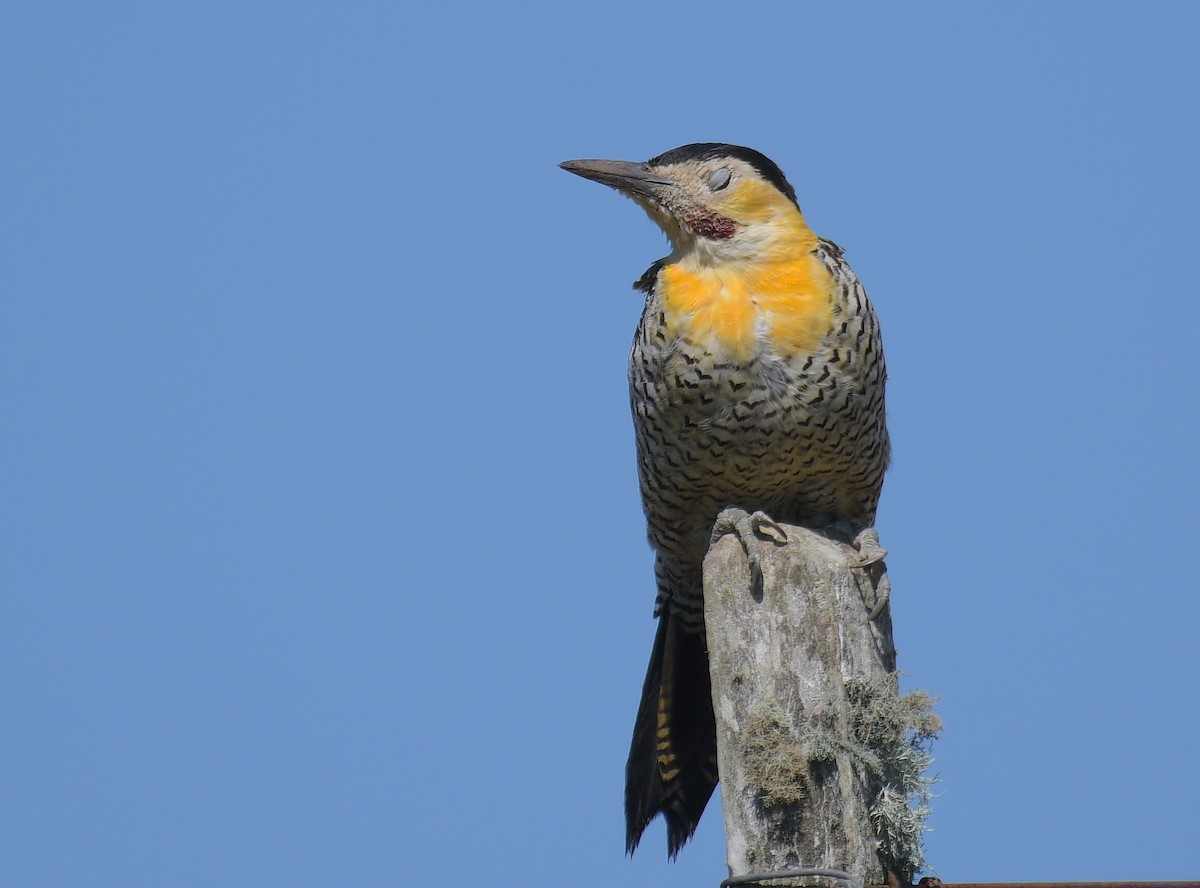 Carpintero Campestre - ML608971019