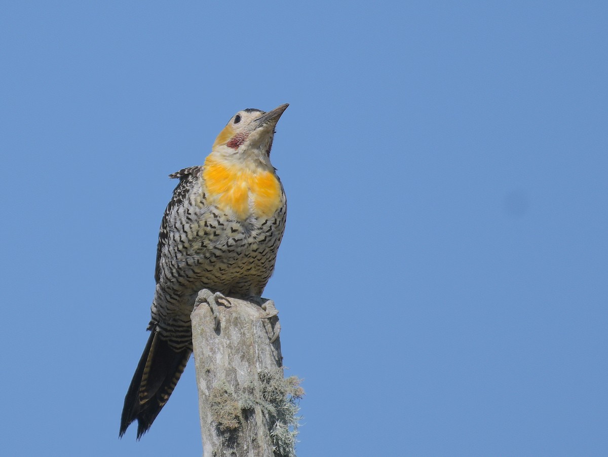 Campo Flicker - David Swain