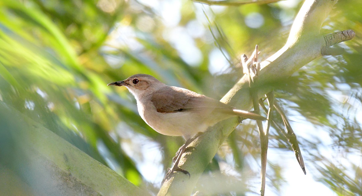 Rufous Hornero - David Swain