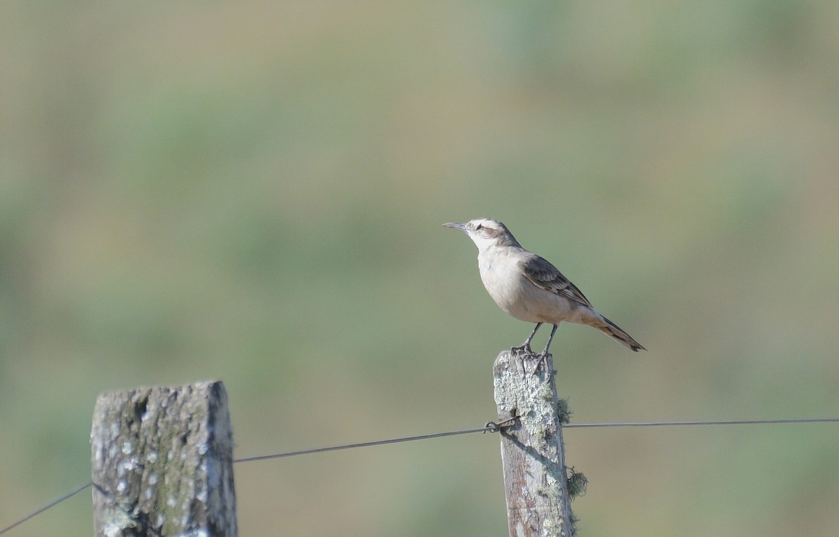 Long-tailed Cinclodes - David Swain