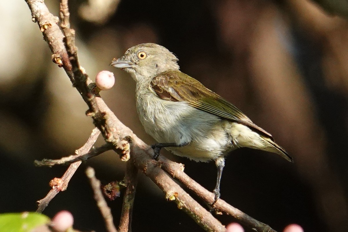 Thick-billed Flowerpecker (obsoletum Group) - ML608971038