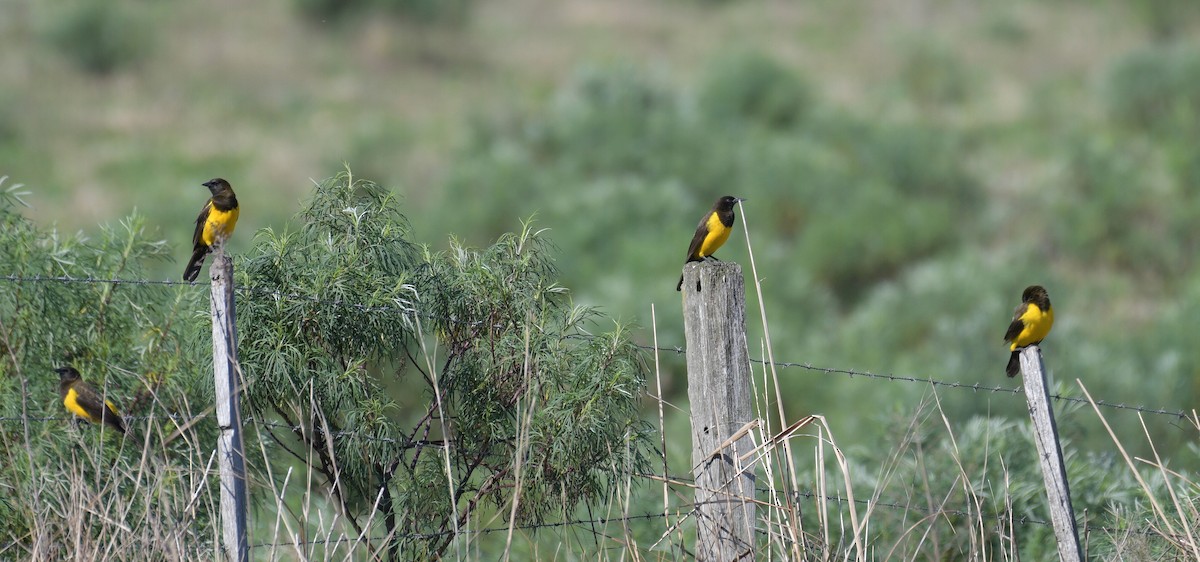 Yellow-rumped Marshbird - David Swain