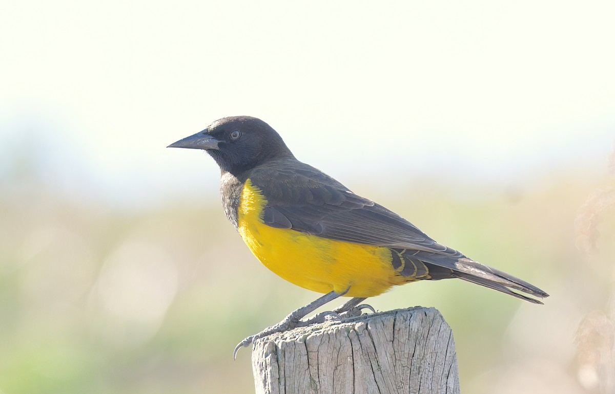 Brown-and-yellow Marshbird - David Swain