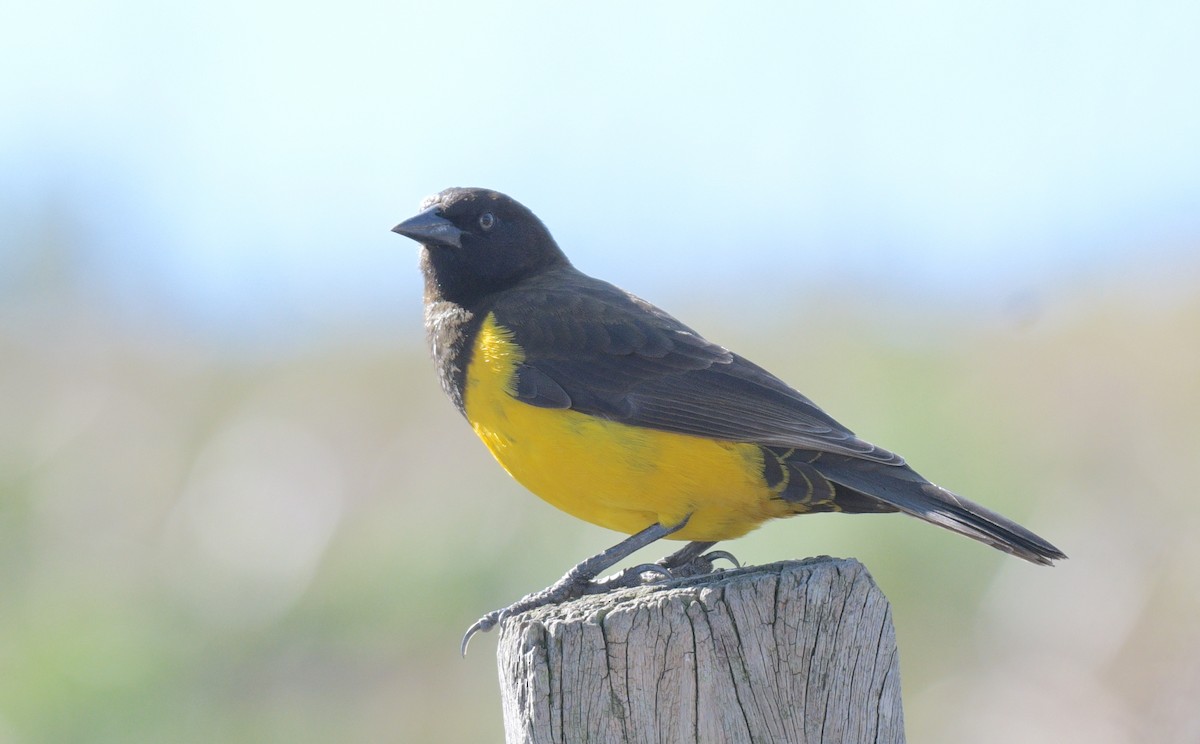 Brown-and-yellow Marshbird - David Swain