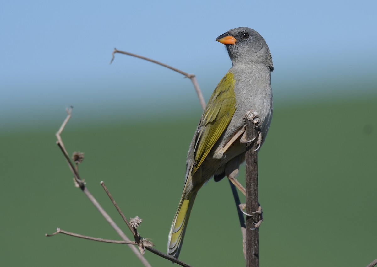 Great Pampa-Finch - David Swain