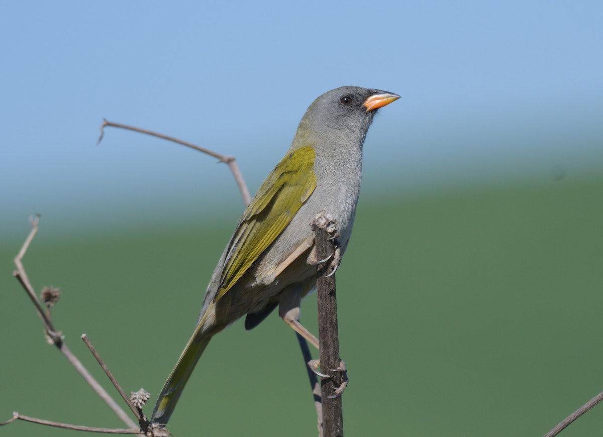 Great Pampa-Finch - David Swain