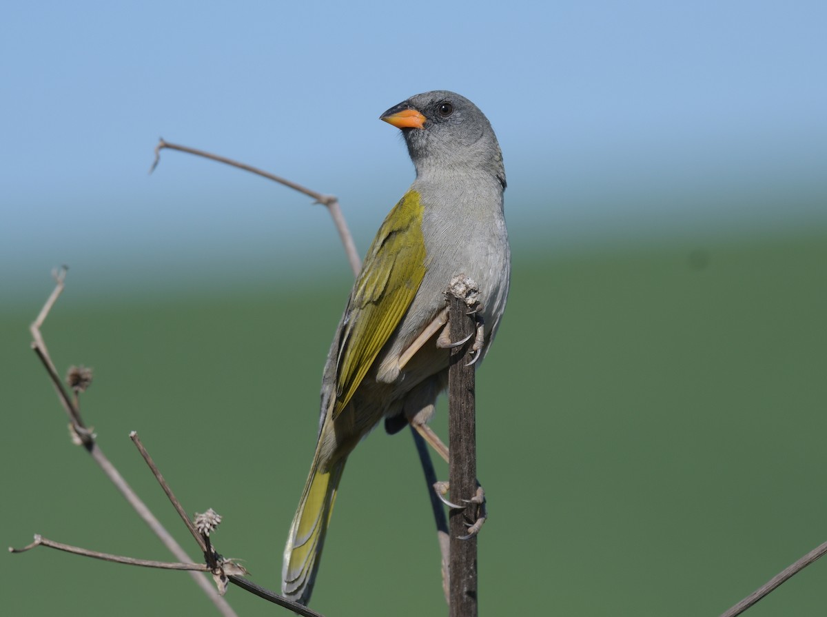 Great Pampa-Finch - ML608971056