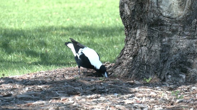 Australian Magpie (Western) - ML608971087