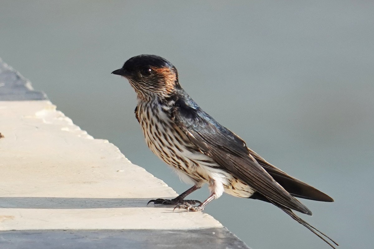 Eastern Red-rumped Swallow (Striated) - ML608971131