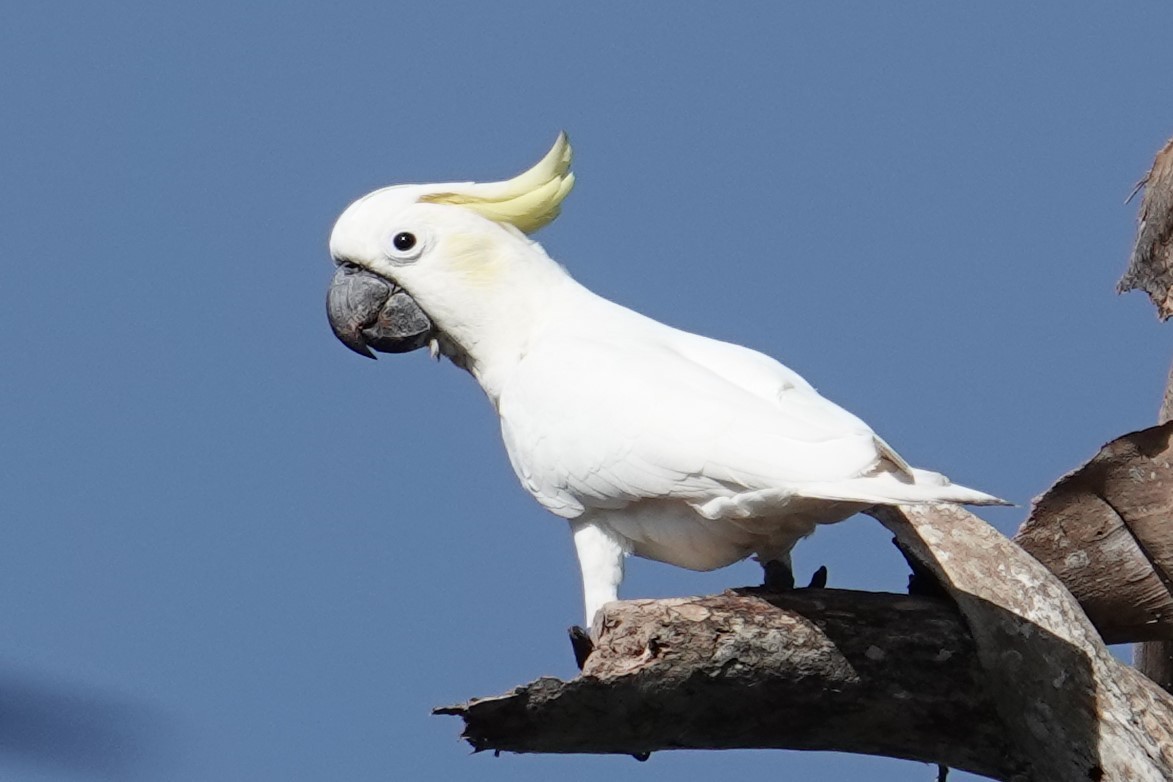 Yellow-crested Cockatoo - Steve Kornfeld