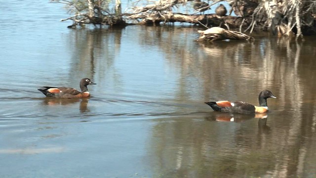 Australian Shelduck - ML608971229