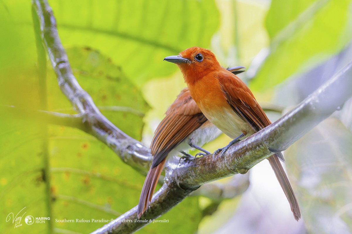 Rufous Paradise-Flycatcher - ML608971236