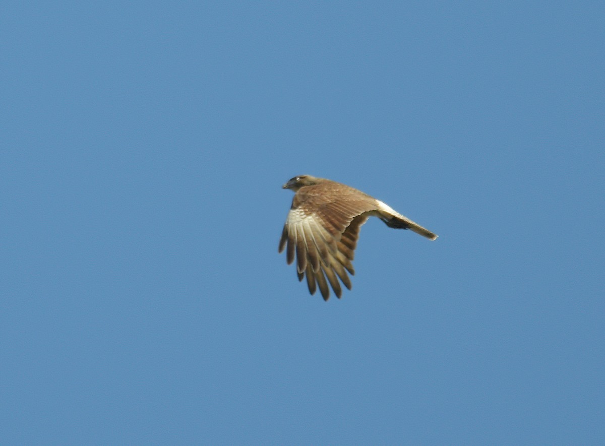 Chimango Caracara - David Swain