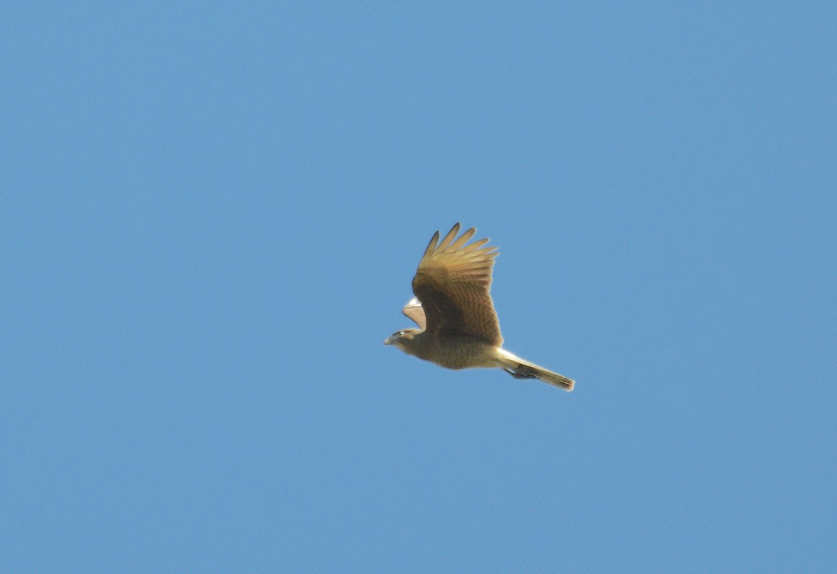 Chimango Caracara - David Swain