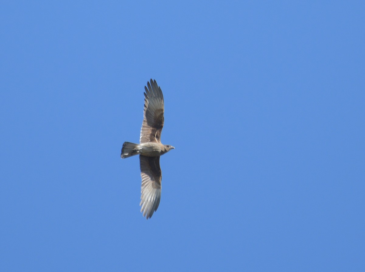 Chimango Caracara - ML608971257