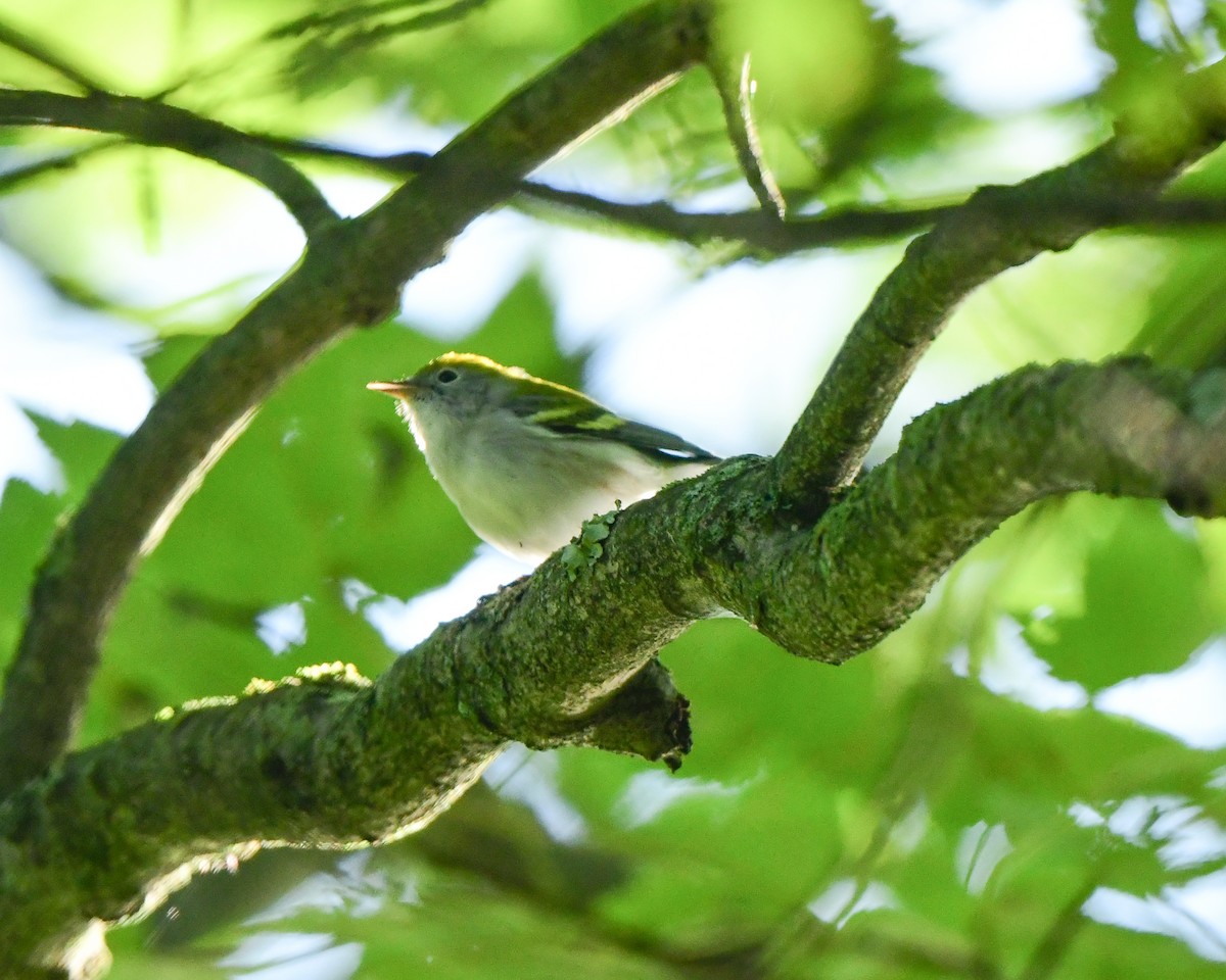 Chestnut-sided Warbler - ML608971286