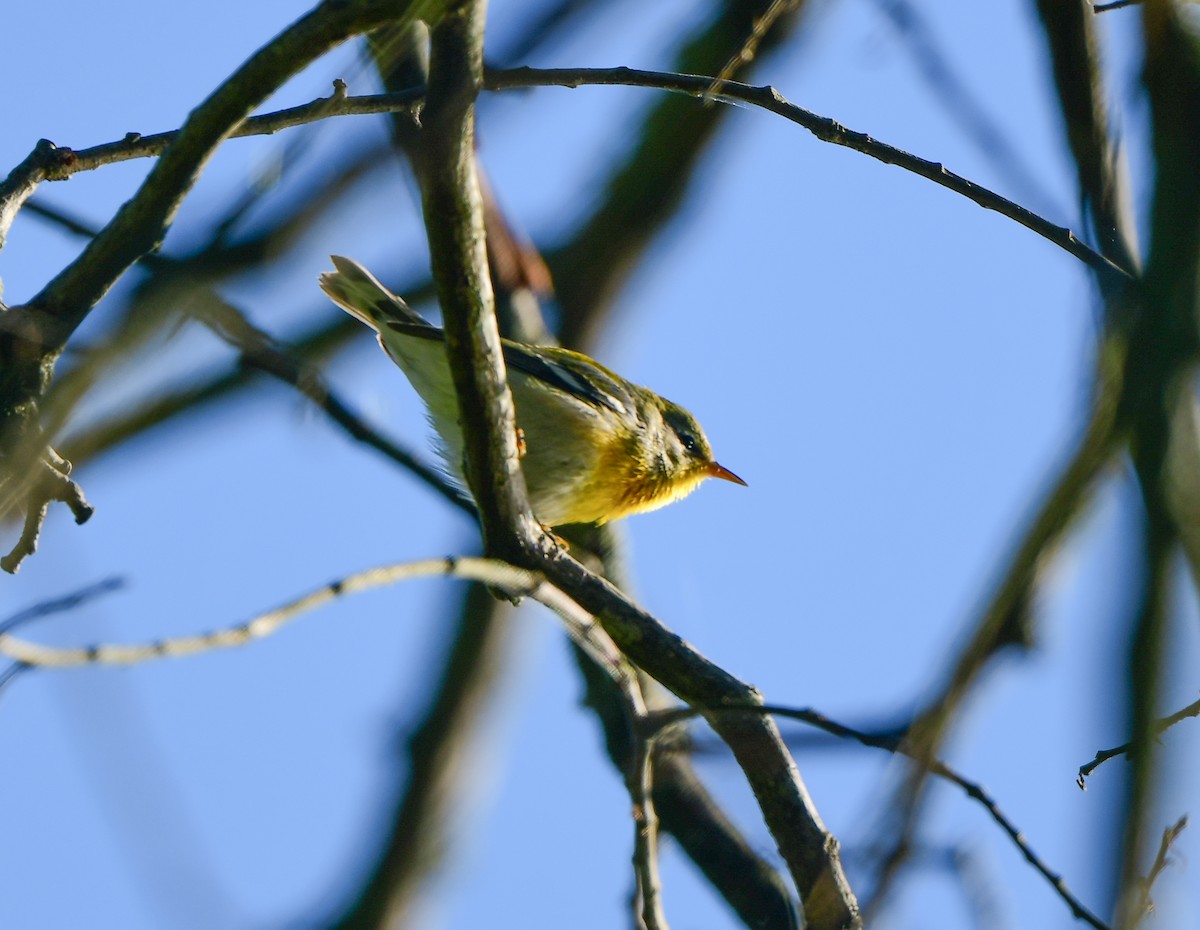 Northern Parula - ML608971294